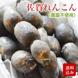 れんこん 農薬不使用 自然農法 無化学肥料 除草剤不使用 レンコン 蓮根 佐賀県白石産　クール便