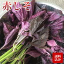 赤しそ 葉 梅干し用 赤紫蘇ジュース用 福岡県芦屋産　ご予約品