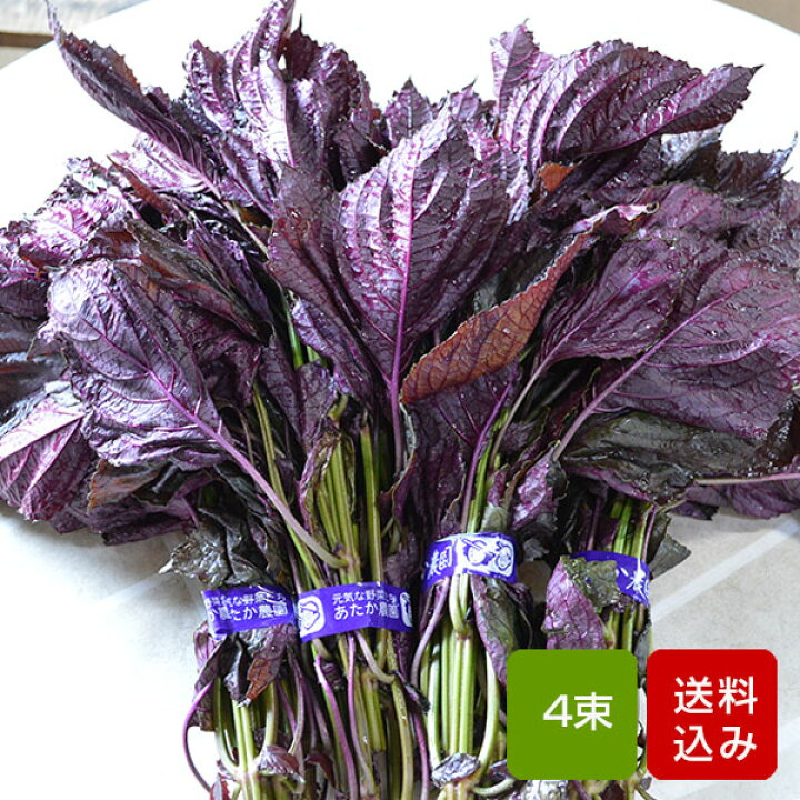 楽天市場 赤しそ 葉 1kg 4束 梅干し用 赤紫蘇ジュース用 福岡県芦屋産 ご予約品 朝ごはん本舗