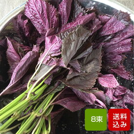 赤しそ 葉 2kg 8束 梅干し用 赤紫蘇ジュース用 福岡県芦屋産