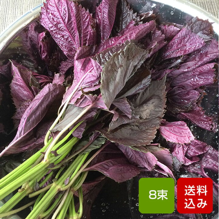楽天市場 赤しそ 葉 2kg 8束 梅干し用 赤紫蘇ジュース用 福岡県芦屋産 ご予約品 朝ごはん本舗
