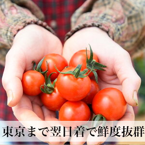 送料無料野菜セットたまご10個付旬の九州野菜12品以上とたまごを詰め合わせた野菜セット