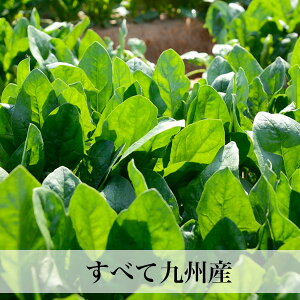 送料無料野菜セットたまご10個付旬の九州野菜12品以上とたまごを詰め合わせた野菜セット