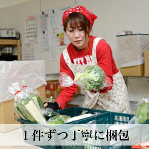 九州野菜と朝どり卵セット野菜つめあわせ九州西日本野菜セット