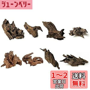 yz8 كVN R GCuؐ̑ i 8`10cmj