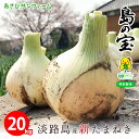【月間優良ショップ受賞店】【収穫次第順次発送】わせ品種 七宝 新たまねぎ 淡路島 箱 買い 20キロ 新玉ねぎ サイズ混合 新タマネギ 特別栽培 ★有機肥料使用 数量限定 淡路島たまねぎ 淡路島産 新玉葱 お取り寄せ ひょうご安心ブランド 兵庫県認証食品 お料理好きな方へ