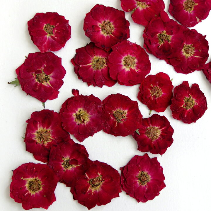 楽天市場 10枚 押花 ミニ薔薇 ドライフラワー バラ Rose ローズ 赤 レッド 押し花 レジン お花 封入素材 アクセサリー パーツ 材料 卸 ハンドメイド 手芸 Craft Tamago クラフトタマゴ