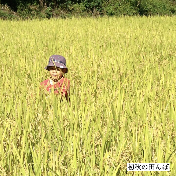 楽天市場】世羅あきさかり 令和7年広島県産 玄米 30kg お米 美味しい 