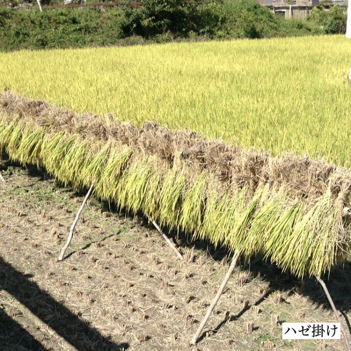 楽天市場】世羅あきさかり 令和7年広島県産 玄米 30kg お米 美味しい 