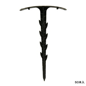 ZteB-3 V[g 50P Y fwsg