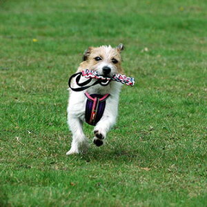 EZYDOG r[o[eC L [v V p C[W[hbO ɕ ^ ^ ybgpi ybg