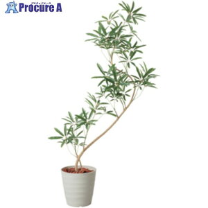 O[NX 130cmVFtAKXeB|bg IVL 6300029314 1 410-8119 lls