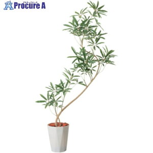 O[NX 130cmVFtAKXeB|bg PWL 6300029315 1 410-8131 lls