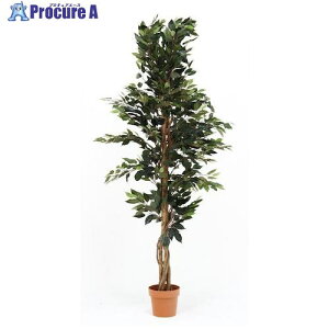 �s��f�� �ϗt�A�� �t�B�J�X 1124 A 52662 1�� ����541-0084 �y�����s�x���ρz