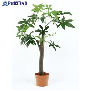 sf ϗtA pL p̖؃^Cv 52665 1 541-1584