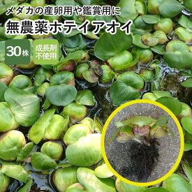 無農薬 ホテイアオイ 30株 浮草 ホテイ草 メダカ 産卵 ビオトープ 趣味 水草 ガーデニング アクアリウム 浮き草 ビオトープ ホテ草 ホテアオイ 庭 癒し 趣味 かわいい めだか 産卵床 ポイント消化