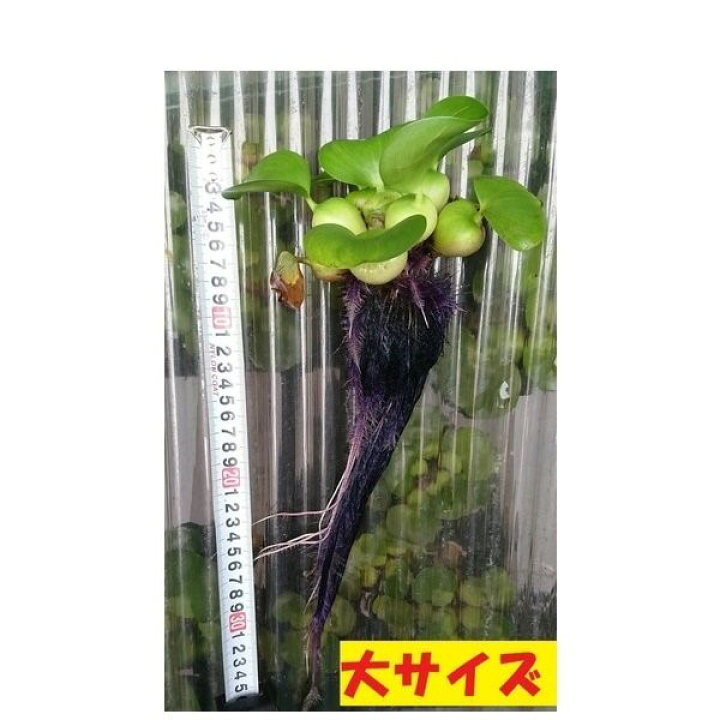 楽天市場 訳あり品 無農薬 ホテイアオイ大1株 大サイズ 大きい 浮草 訳アリ ホテイ草 井戸水 メダカ 産卵 ビオトープ 趣味 水草 ポイント消化 朝日屋セトモノ店 楽天市場店