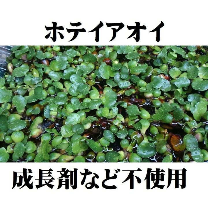 楽天市場 無農薬 ホテイアオイ1株 浮草 ホテイ草 メダカ 産卵 ビオトープ 趣味 水草 ポイント消化 朝日屋セトモノ店 楽天市場店