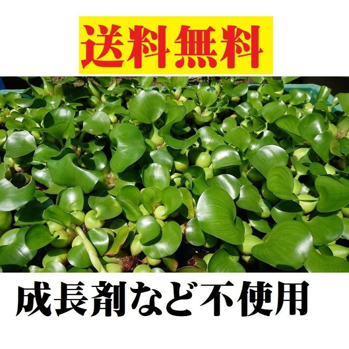 楽天市場】無農薬 ホテイアオイ 5株 セット 浮草 在庫処分 ホテイ草 