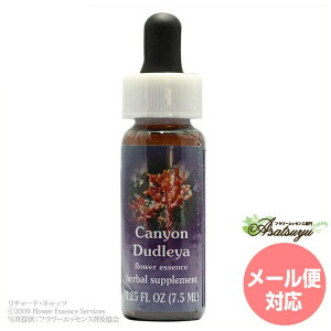 �L���j�I���_�h���A FES�t�����[�G�b�Z���X �N�C���g�G�b�Z���X �t�����[�G�b�Z���X