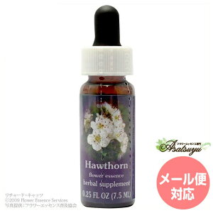 �z�[�\�� FES�t�����[�G�b�Z���X �����W�I�u���C�g �t�����[�G�b�Z���X