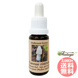 RXeBNz[ Common stinkhorn RePHIGbZX }bV[(̂)GbZX t[GbZX