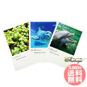 V[GbZX V[YJ[h S30 RePHIGbZX ̑ t[GbZX