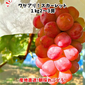 yƒpz@XJ[bg@1kg2`3[ VC}XJbgi@ԂԂǂ@Ȃ@炲OK@ĂԂǂ@ƒp@t[c@ʕ@Ԃǂ@ʏ`@Yn@ƂԂǂ@󂠂@