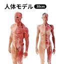 人体モデル 人体模型 男性 女性 11インチ 約30cm 人体筋肉模型 模型 樹脂 筋骨格 CGペインティング 彫刻