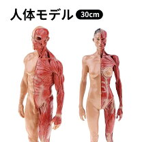 楽天市場】筋肉 人体模型 画像の通販