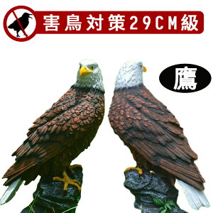 Q΍ 30cm  z[N u XY JX Nh ng RE ̔Q fRC őϋv Nh΍ ng΍ RE΍ Q Q쏜 Q fRCu 