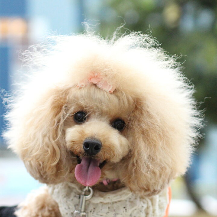 ドメイン ジャンプ 控える 犬 リボン バレッタ Homepage Kyoto Jp