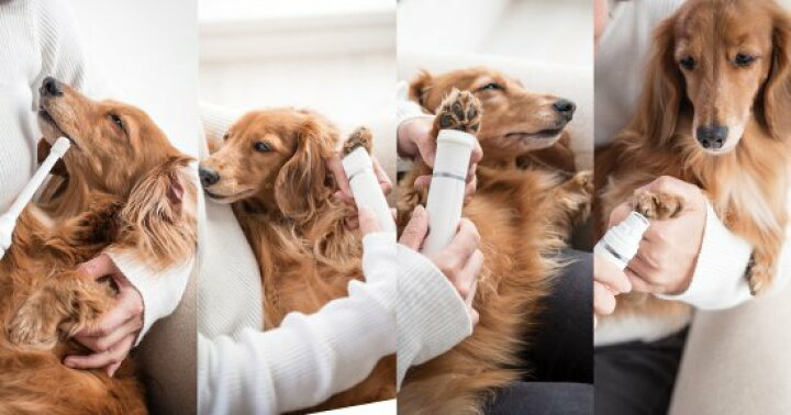 楽天市場 マルチハンディケア 犬 足裏バリカン 犬電動歯ブラシ 犬爪やすり 小型犬のケア プードル専門店アッシュブロンド 楽天市場 マルチハンディケア 犬 足裏バリカン 犬電動歯ブラシ 犬爪やすり 小型犬のケア プードル専門店アッシュブロンド
