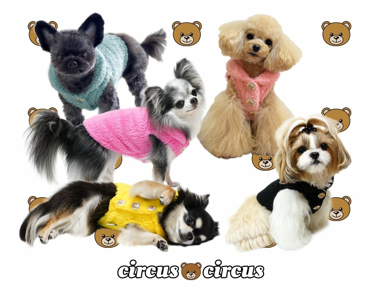 楽天市場】A/W Collection circus circus】サーカスサーカス 犬服 犬