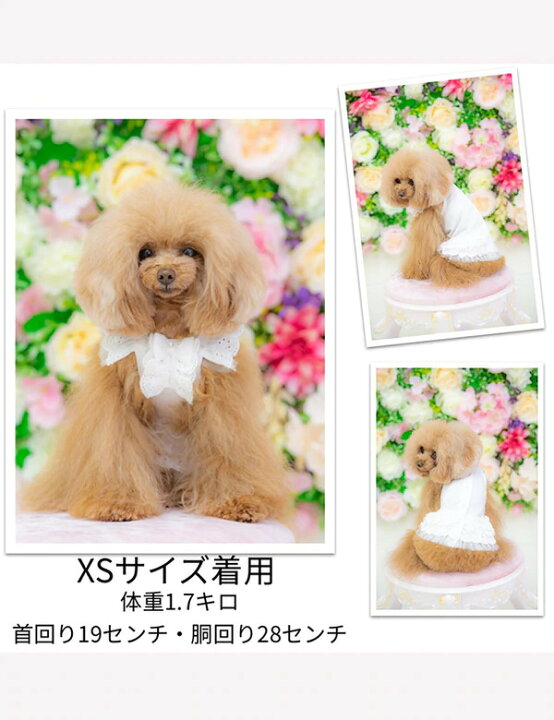 楽天市場 Kalina カリーナ コットンレースワンピース 犬 ワンピース 犬 セレブ服 ワンピース 可愛い犬服 トイプードル 服 プードル専門店アッシュブロンド