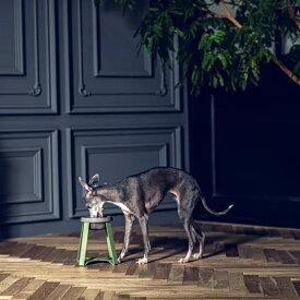 NEWカラー　ペコロ　犬フードスタンド　Sハイトール　犬　食器　おしゃれなフードボール　イタグレ　ミニピン　ウィペット　5キロ以上の脚の長いタイプのトイプードルにも最適　pecolo Food Stand S hightall