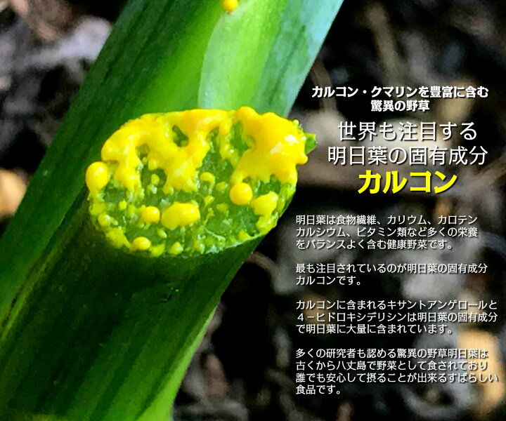 楽天市場】明日葉 青汁 八丈島産 明日葉パウダー 70g 国産(約1ヶ月分) ※カルコンを1番含む時期に収穫した明日葉でつくった明日葉 粉末です。無添加・無着色、保存料・甘味料ゼロ|アシタバ/明日葉茶/ダイエット/スムージー/明日葉青汁 : あしたば農園 楽天市場】明日葉 青汁 八丈島産 明日葉パウダー 70g 国産(約1ヶ月分) ※カルコンを1番含む時期に収穫した明日葉でつくった明日葉 粉末です。無添加・無着色、保存料・甘味料ゼロ|アシタバ/明日葉茶/ダイエット/スムージー/明日葉青汁 : あしたば農園