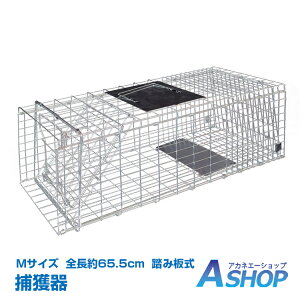 y11/30`12/1N[|zyzDIY ߊl    쐶 ݔ MTCY ܂肽 S65.5cm Aj} gbv 쐶  Qb 쏜  K[ht y   _ pt