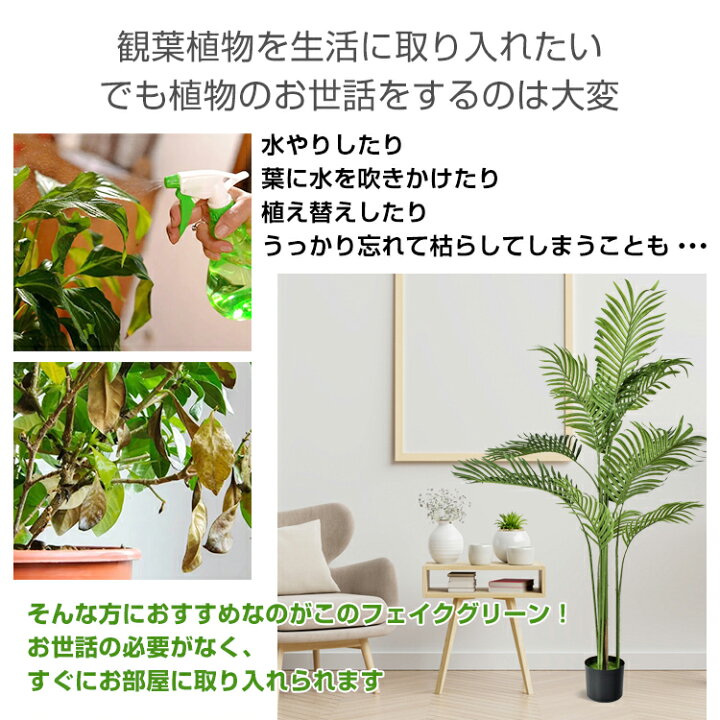 楽天市場】【期間・数量限定クーポン】 【送料無料】 観葉植物 