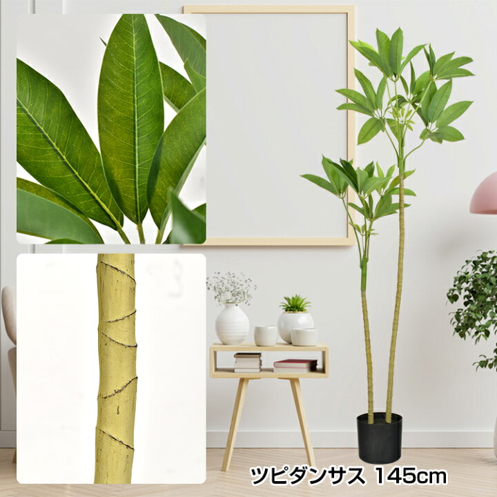 楽天市場】【期間・数量限定クーポン】 【送料無料】 観葉植物 