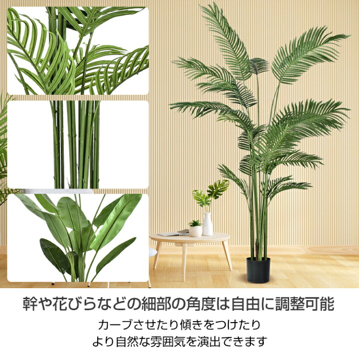 楽天市場】【期間・数量限定クーポン】 【送料無料】 観葉植物 