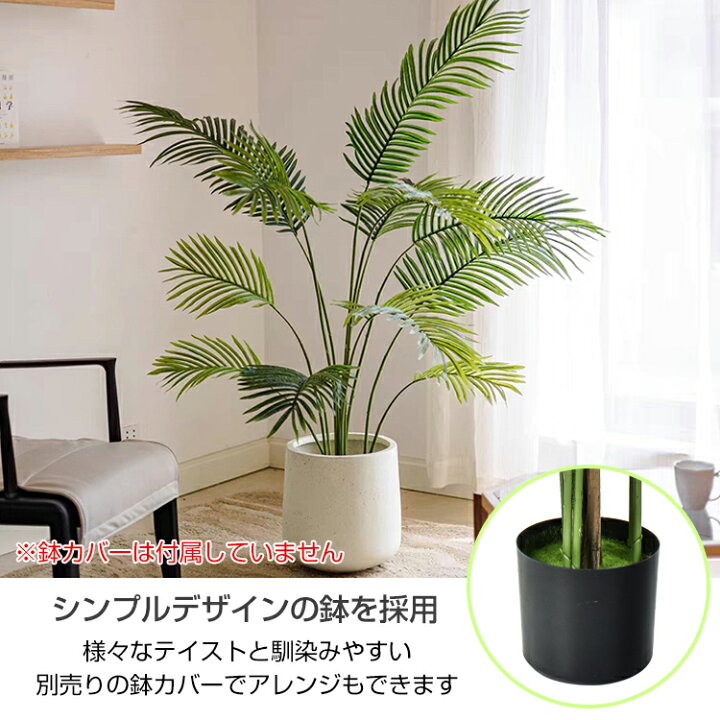 楽天市場】【期間・数量限定クーポン】 【送料無料】 観葉植物 