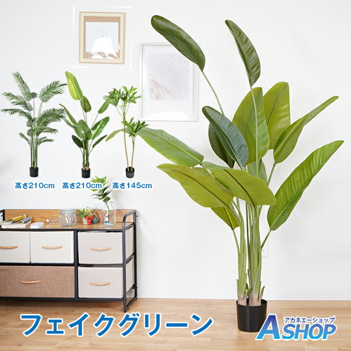 楽天市場】【期間・数量限定クーポン】 【送料無料】 観葉植物 