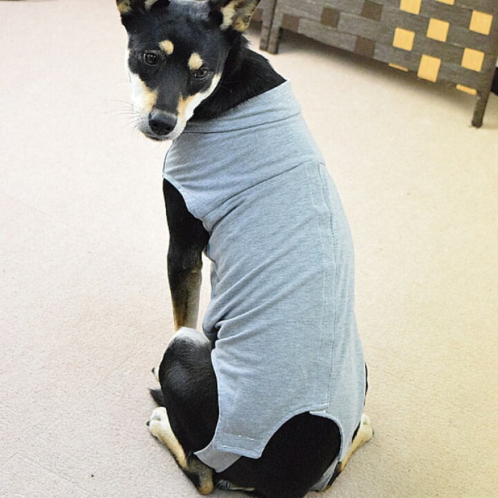楽天市場】犬用 術後カバー服 中型犬用（サイズ40・45・50）柴犬 