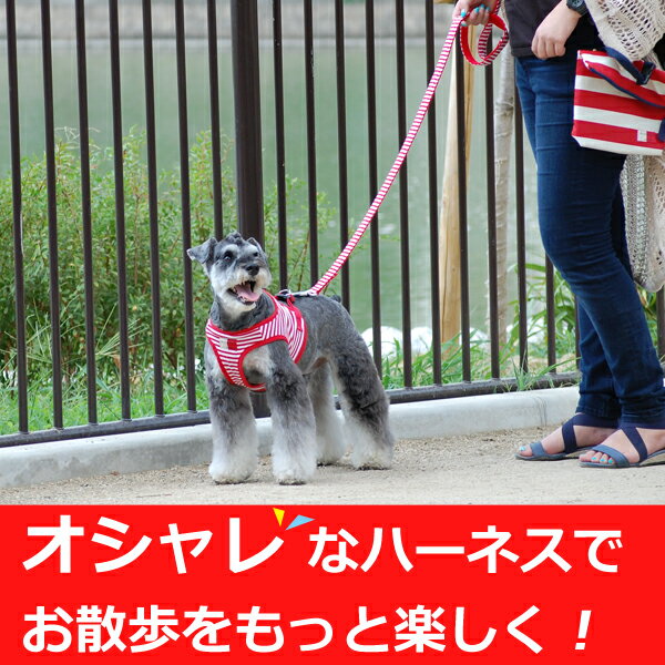 【楽天市場】ハーネスセット 小型犬 ASHUウェアハーネスボーダー リードセット SS 超小型犬 子犬 首を締めない