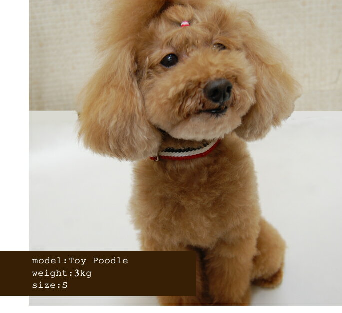 【楽天市場】犬 首輪 小型犬 ASHU トリコロールカラーS【リードは別売り】 パピヨン 子犬 軽量ブランド