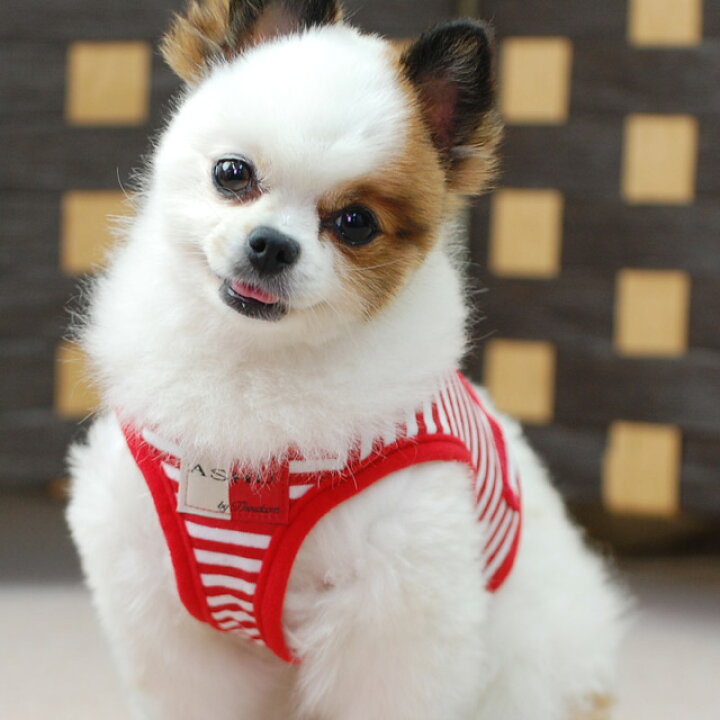 小型犬 ハーネス Ashu ウェアハーネスボーダー リードセットs 送料無料 老犬 子犬にも痛くない 犬ハーネス ペット用品 ドッグ トイプードル チワワ おしゃれ 犬用ハーネス 散歩用リード 高齢犬 シニア お散歩 アッシュ 服の上から 帝塚山ハウンドカム 矢嶋ashu 小型犬 ハーネス Ashu ウェアハーネスボーダー リードセットs 送料無料 老犬 子犬にも痛くない 犬ハーネス ペット用品 ドッグ トイプードル チワワ おしゃれ 犬用ハーネス 散歩用リード 高齢犬 シニア お散歩 アッシュ 服の上から 帝塚山ハウンドカム 矢嶋ashu