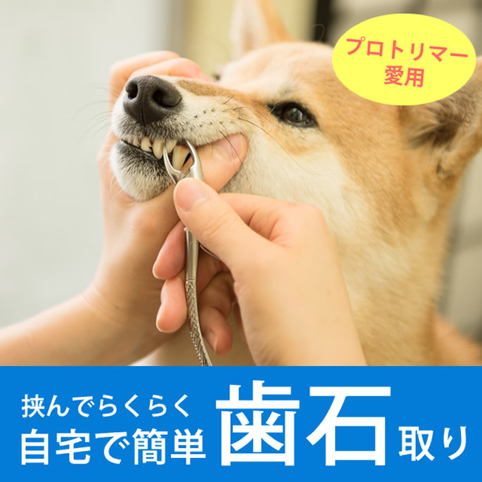 楽天市場】帝塚山ハウンドカム 歯石取りペンチ 犬用 猫用 ステンレス 