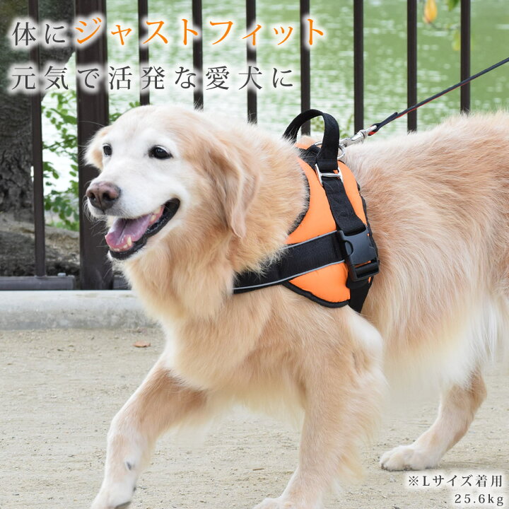 楽天市場 中 大型犬用ハーネス 首に優しいクッションハーネス サイズl クッション 負担が少ない 首に優しい オレンジ スポーツ スポーティ ゴールデン ラブラドール バーニーズ フラットコーテッド ドーベルマン 柴犬 アッシュ 服の上から 老犬 ハーネス 高齢犬