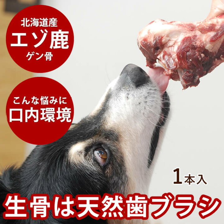 楽天市場 エゾ鹿肉 ゲン骨1本 犬 手作り食 生骨 大型犬用 手作り食 歯磨き ガム おやつ ドッグフード 大型犬 シカ フード デンタルケア エゾ鹿ボーン 肉 犬のガム犬の犬の歯磨き ジャーキのチキンやビーフにアレルギーがある愛犬に 帝塚山ハウンドカム 楽天市場店